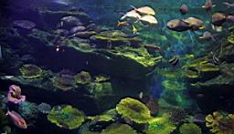 Siam Ocean World Bangkok_3263.JPG